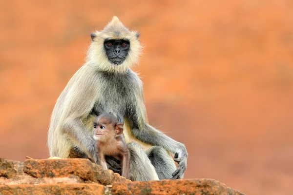 Ortak Langur maymunlar — Stok fotoğraf