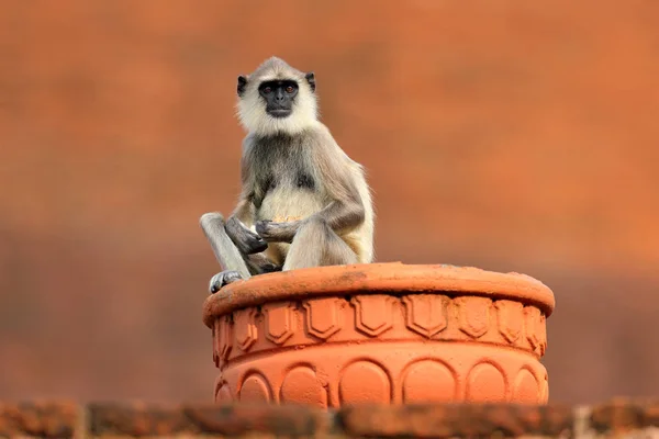 Ortak Langur maymun — Stok fotoğraf