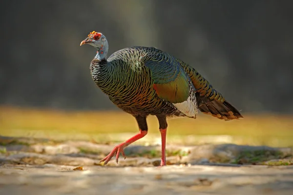 Ocellated turkey bird — Stock Photo, Image