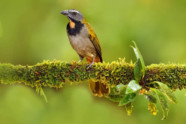 Tutkunu gerdanlı Saltator kuş — Stok fotoğraf