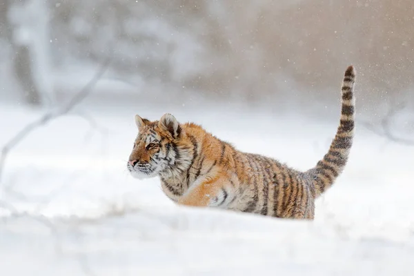 Σιβηρική τίγρη δάσος χιόνι — Φωτογραφία Αρχείου