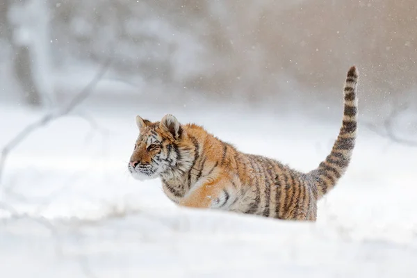 Siberische tijger in sneeuw bos — Stockfoto