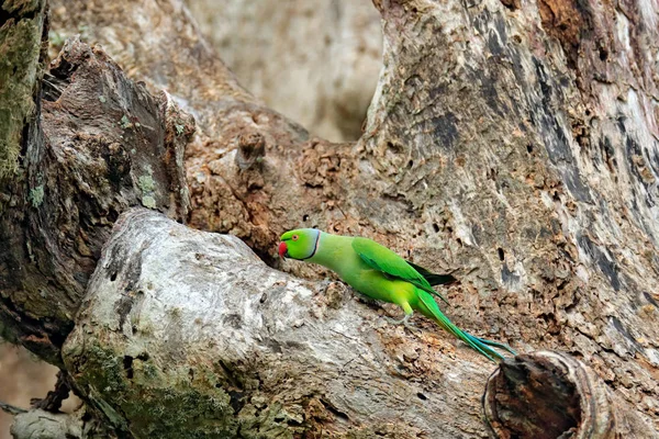 Green bird sitting on tree trunk — Stock Photo, Image