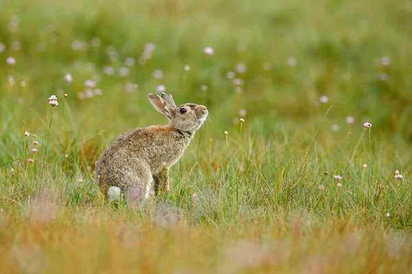 Rabbit in spring flowers