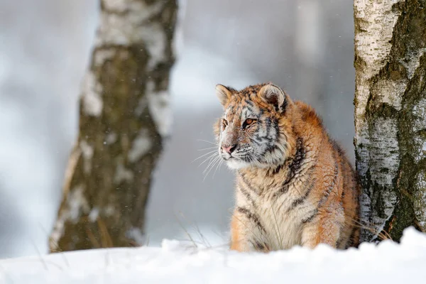 Sibirischer Tiger im Schneewald — Stockfoto