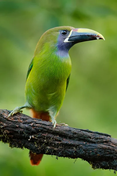 Pájaro tucán de garganta azul — Foto de Stock