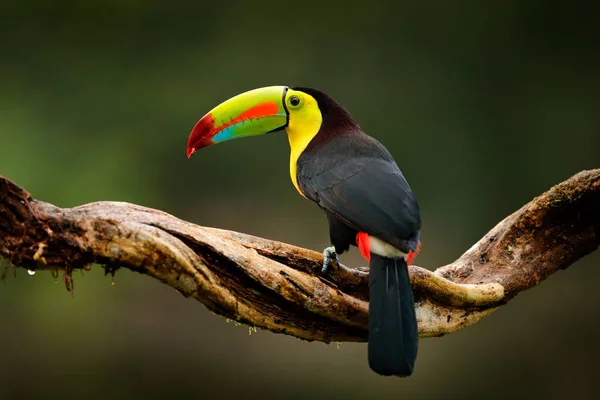 Pássaro tucano-de-bico-quilha — Fotografia de Stock