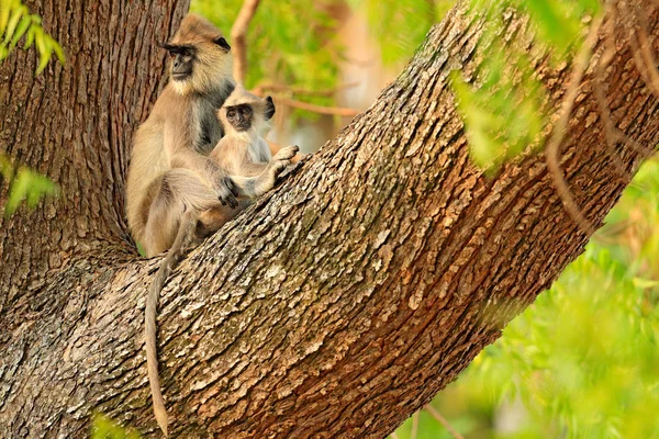 Macacos com caudas longas — Fotografia de Stock