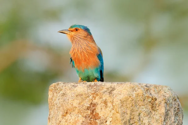 Bel colore azzurro uccello — Foto Stock