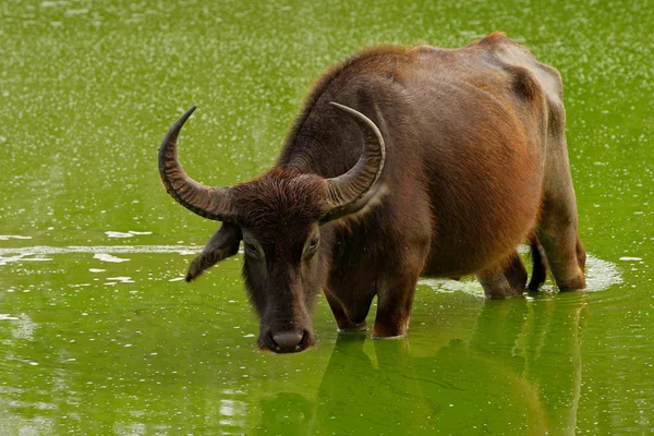 Asian water buffalo — Stock Photo, Image