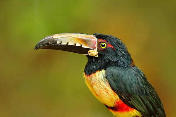 Portrait d'oiseau toucan — Photo