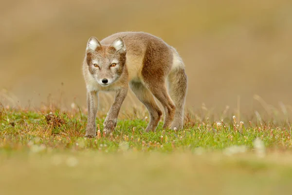 Raposa selvagem ártica — Fotografia de Stock