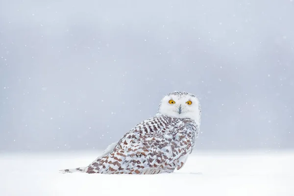 Зимняя сцена с белой совой — стоковое фото