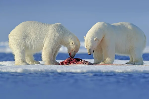 Orsi lacerazione cacciato sanguinosa foca — Foto Stock