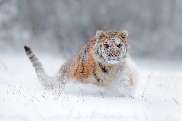 Tigre siberiano en bosque de nieve — Foto de Stock