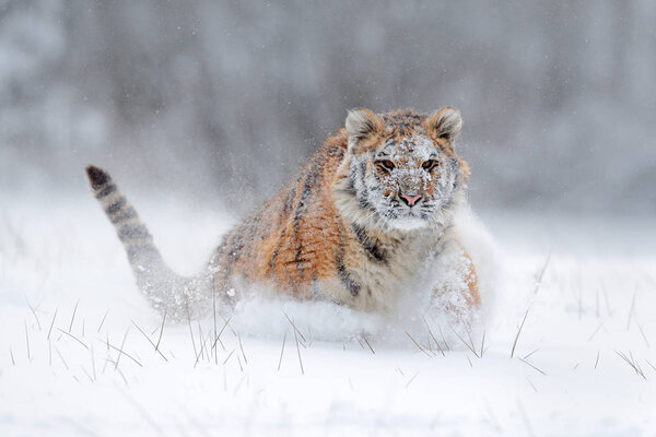 Siberian tiger in snow forest