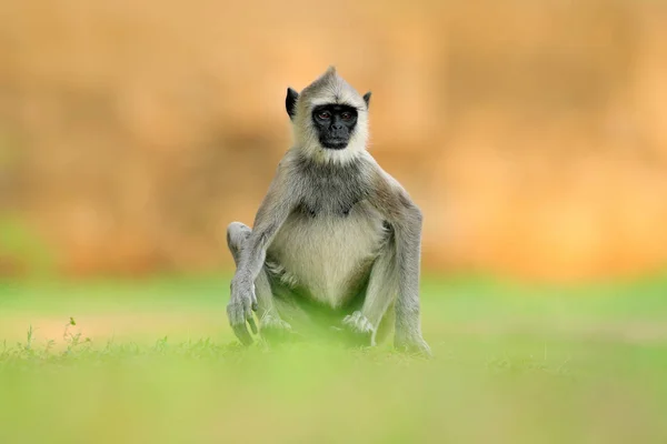Macaco-lângur comum — Fotografia de Stock