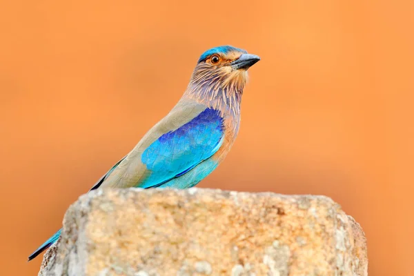 Blauwe Indische Roller vogel — Stockfoto
