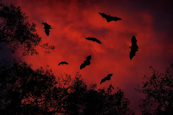 Vida silvestre nocturna con murciélagos — Foto de Stock