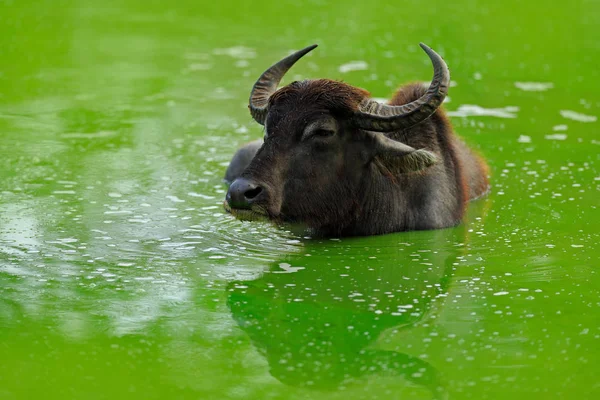 Asian water buffalo