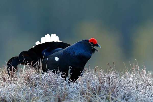 Lekking bonito pájaro Negro urogallo —  Fotos de Stock