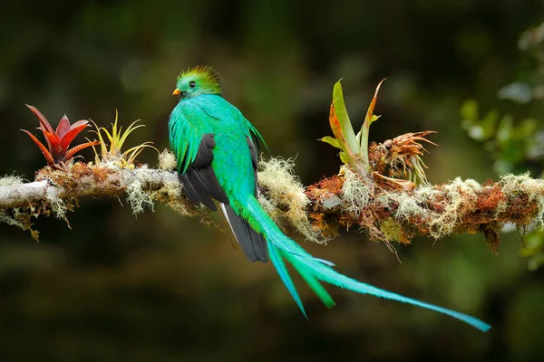 Pájaro exótico con cola larga. Resplandeciente Quetzal, Pharomachrus mocinno, magnífico pájaro verde sagrado de Savegre en Costa Rica. Animal mágico raro en bosque tropical de montaña. Observación de aves en América . —  Fotos de Stock