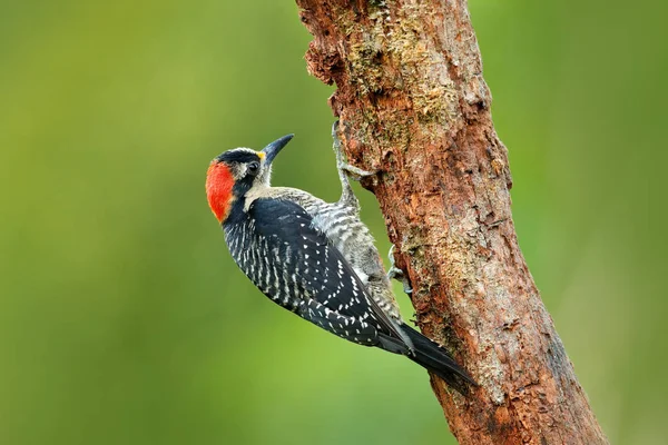 Woodpecker from Costa Rica — Stock Photo, Image