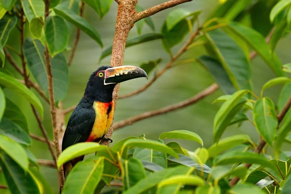 Col Aracari oiseau — Photo