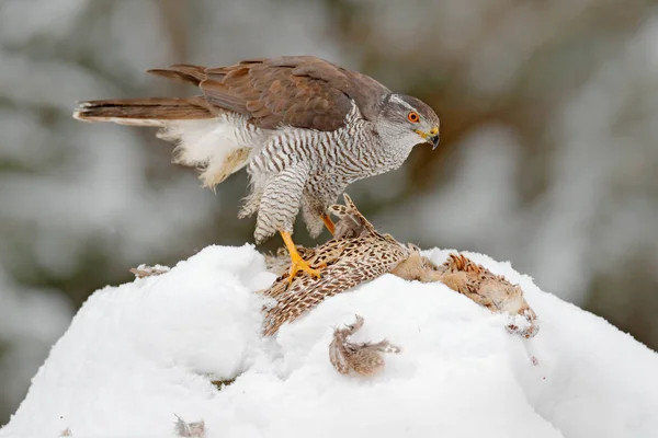 Pájaro de presa Goshawk — Foto de Stock