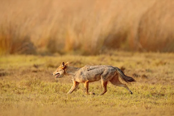 Wild Golden Jackal