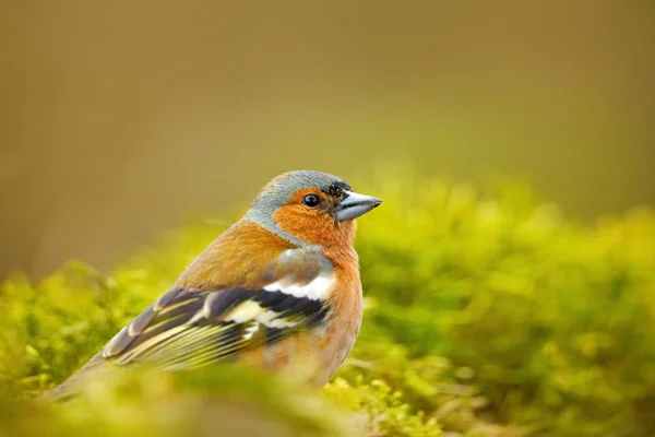 Orange songbird sitter på trädgren — Stockfoto