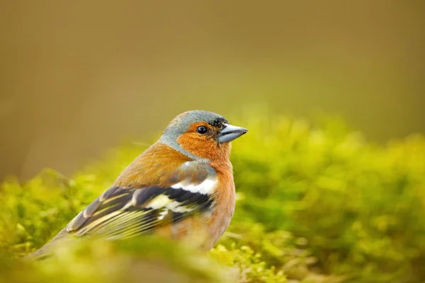 Passarinho laranja sentado no galho da árvore — Fotografia de Stock