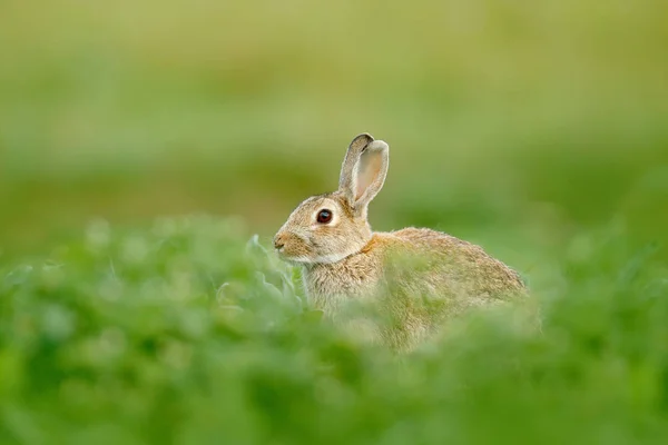 Кролик весняними квітами — стокове фото