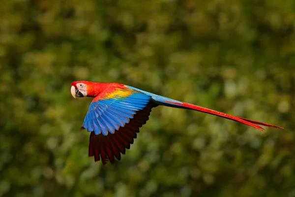 Scharlachroter Ara-Vogel — Stockfoto