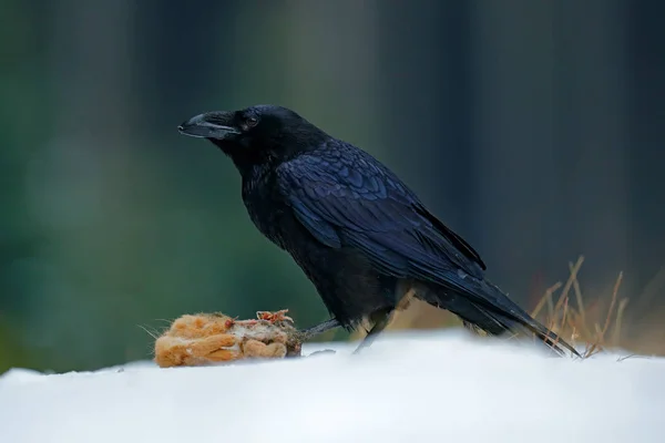 Raven with hare carcass — Stock Photo, Image