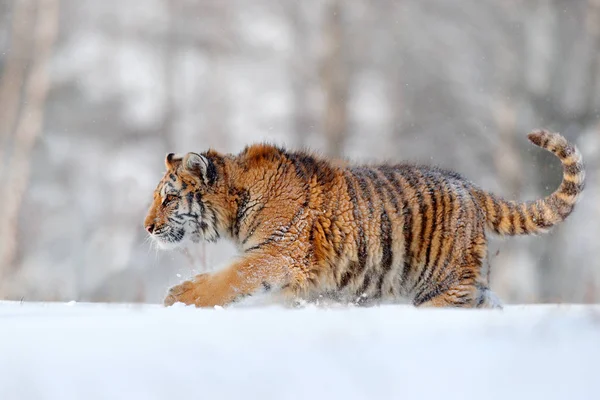 Sibirisk tiger i snö skog — Stockfoto