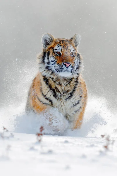 Sibirisk tiger i snö skog — Stockfoto