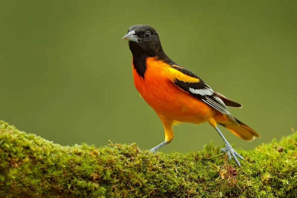 Baltimore Oriole bird — Fotografia de Stock