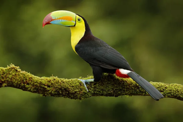 Oiseau toucan à bec de quille — Photo