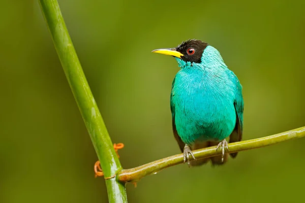 绿色 Honeycreeper 鸟 — 图库照片