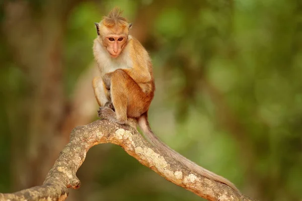 Macaco de toque Monkrey — Fotografia de Stock