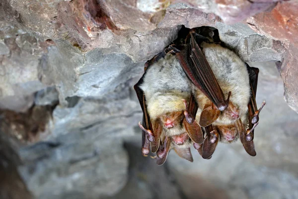 Pipistrelli dalle orecchie di topo — Foto Stock