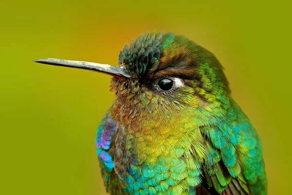 Ognisty throated Hummingbird — Zdjęcie stockowe