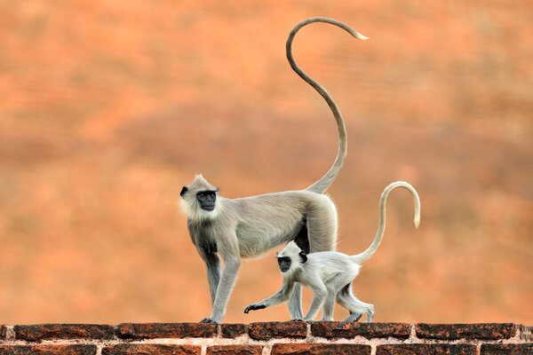  Wildlife of Sri Lankaure habitat, Sri Lanka. Urban wildlife. Monkey with long tail.