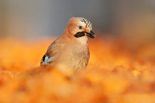 Vacker fågel närbild — Stockfoto