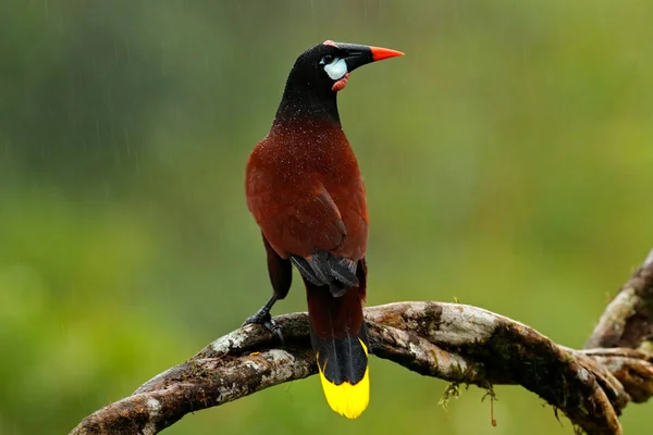 モンテズーマオオツリスドリ鳥 — ストック写真