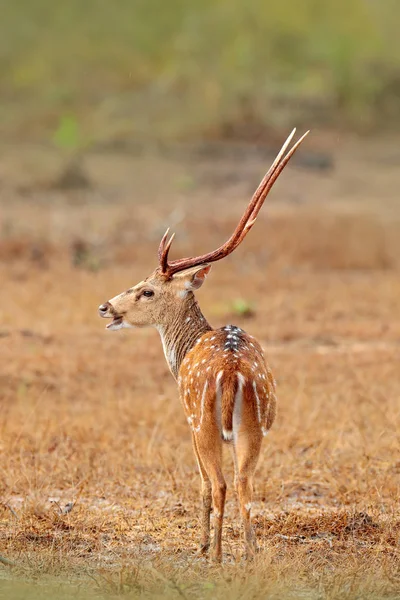 Srí Lanka-i wildlife — Stock Fotó