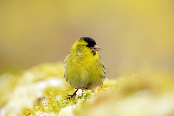 Pássaro Eurasiático Siskin — Fotografia de Stock