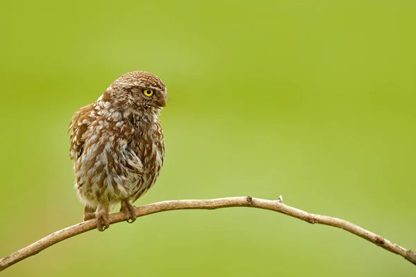 Kleiner Vogel — Stockfoto