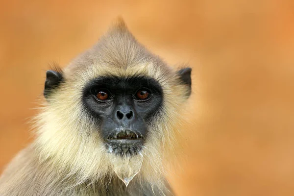 Macaco-lângur comum — Fotografia de Stock